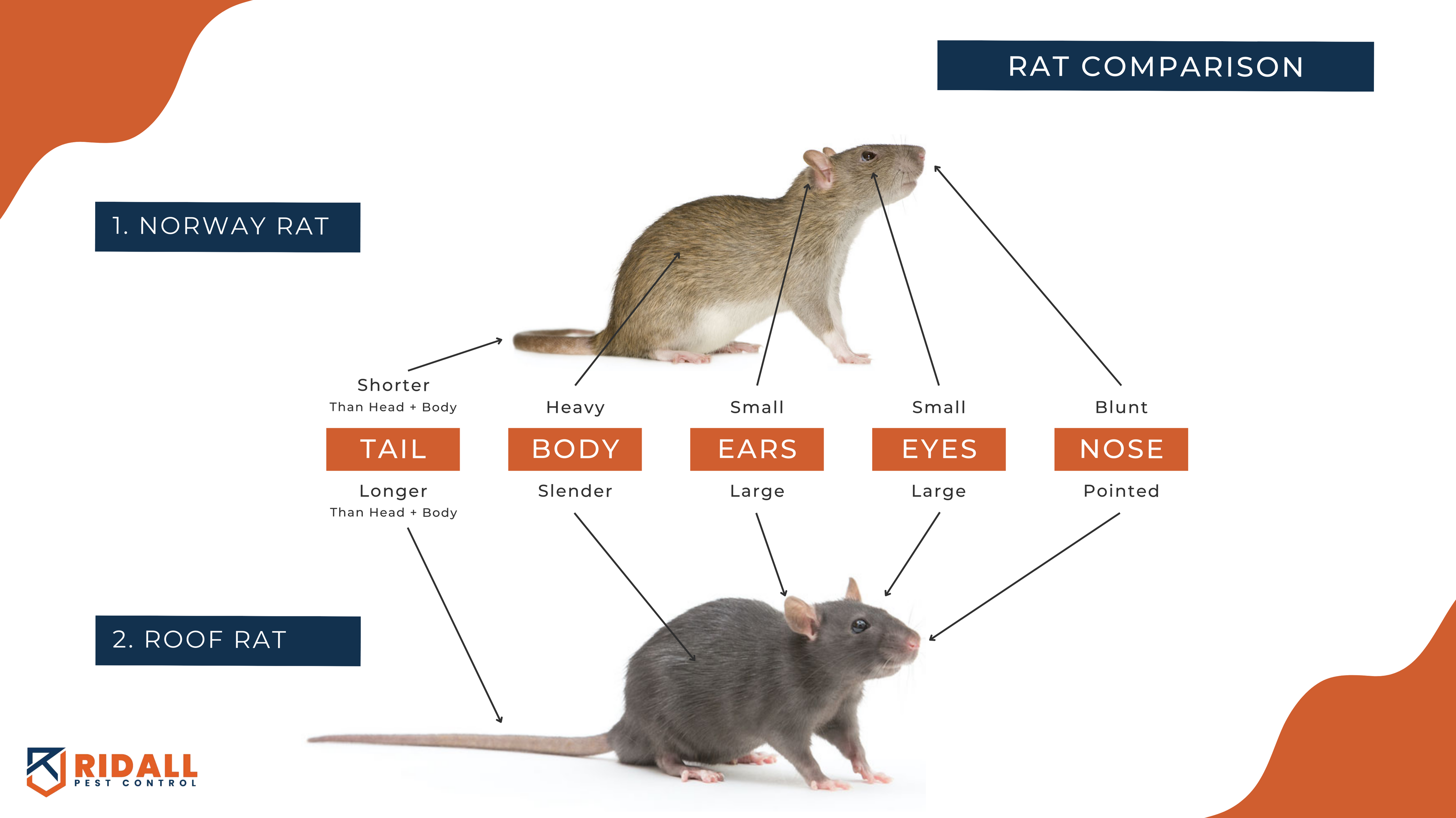 Typical Rats Species in Vancouver