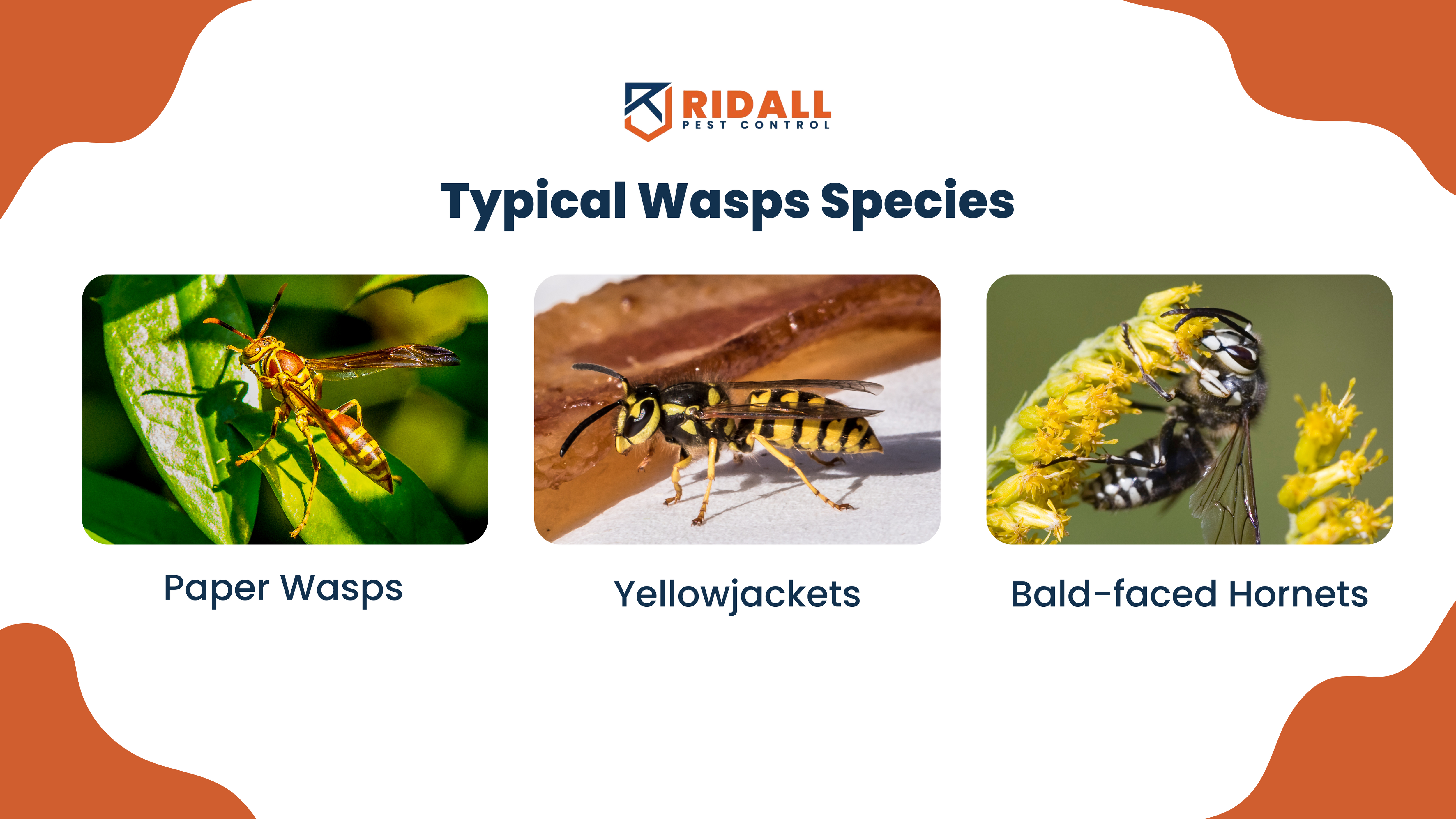 Typical Wasps Species in Vancouver