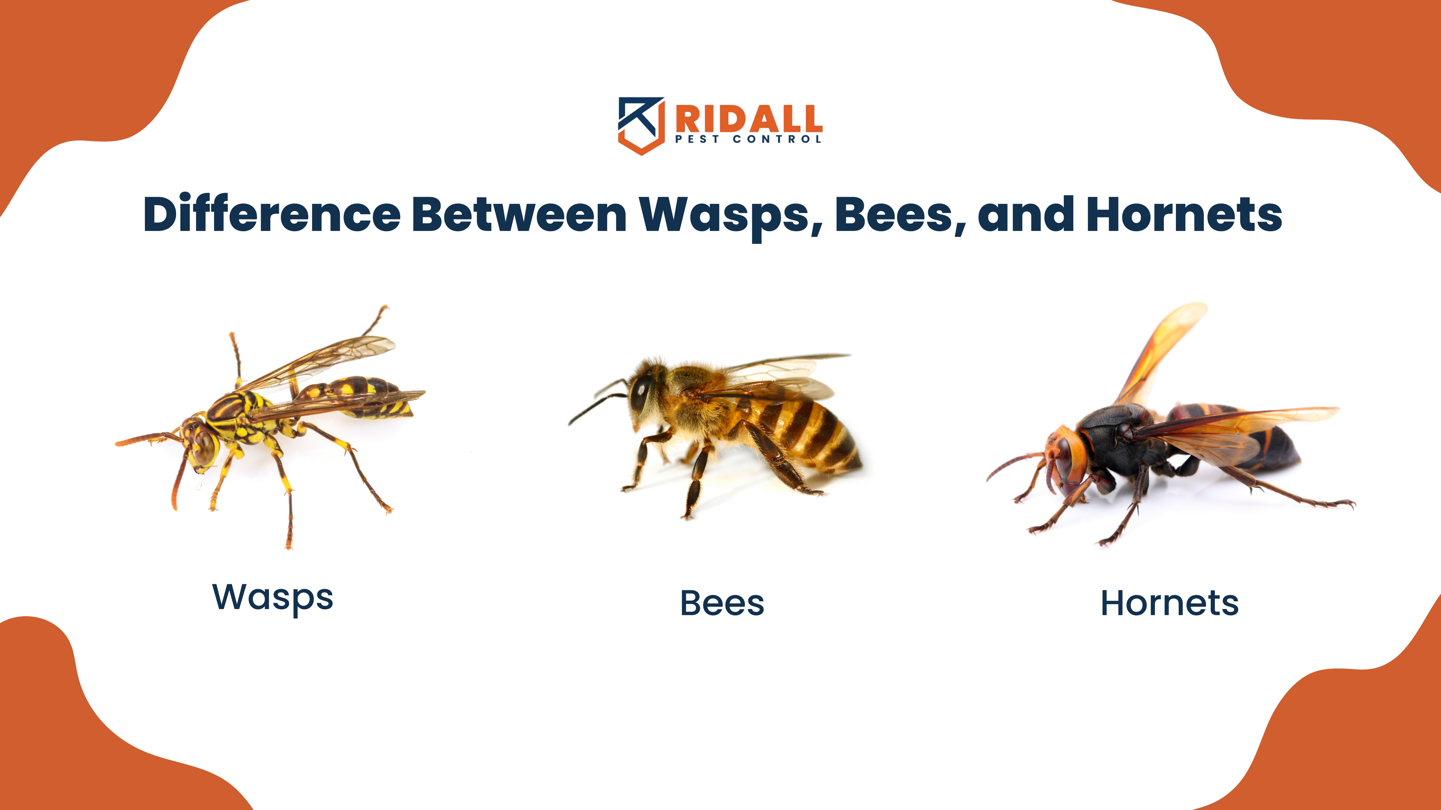 Difference Between Wasps, Bees, and Hornets