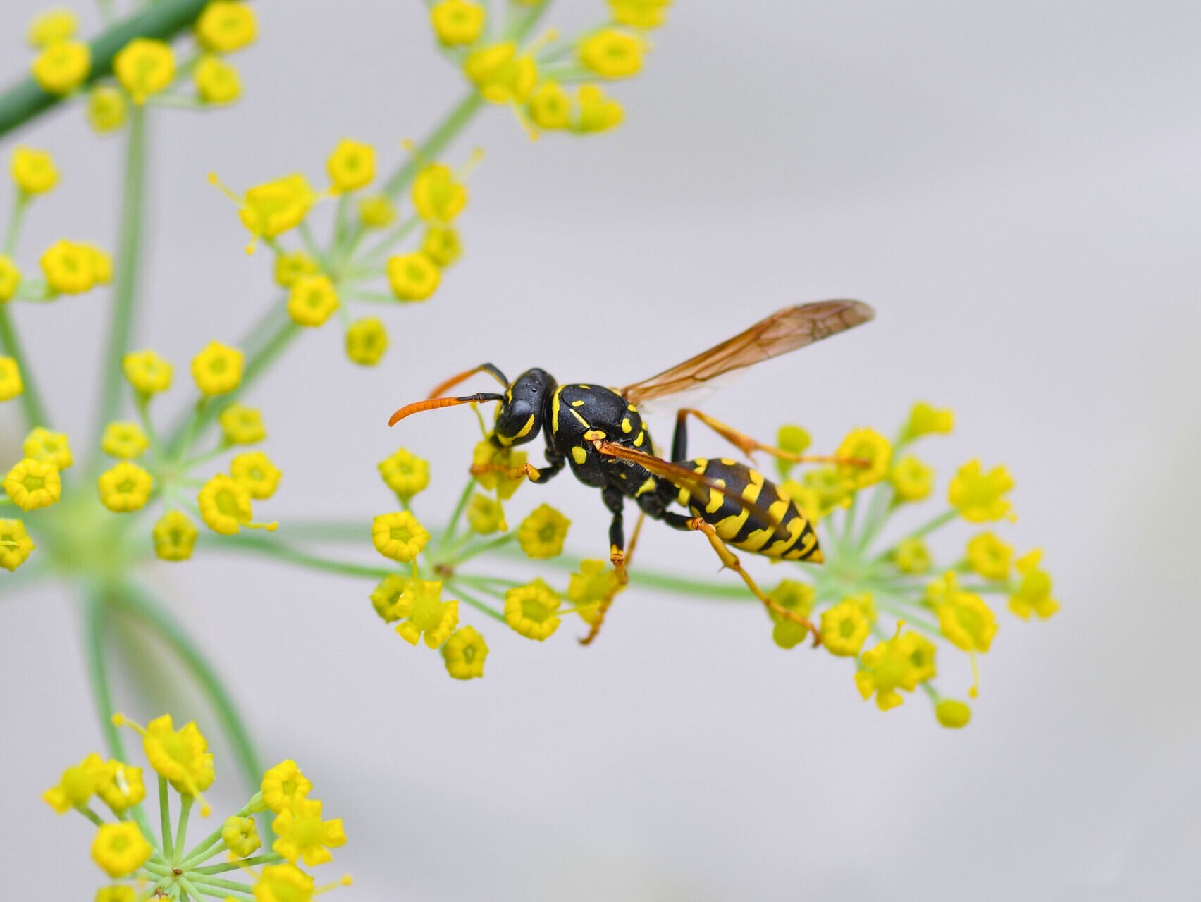 Everything You Need To Know About Wasps Pest Control Ridall Pest Control