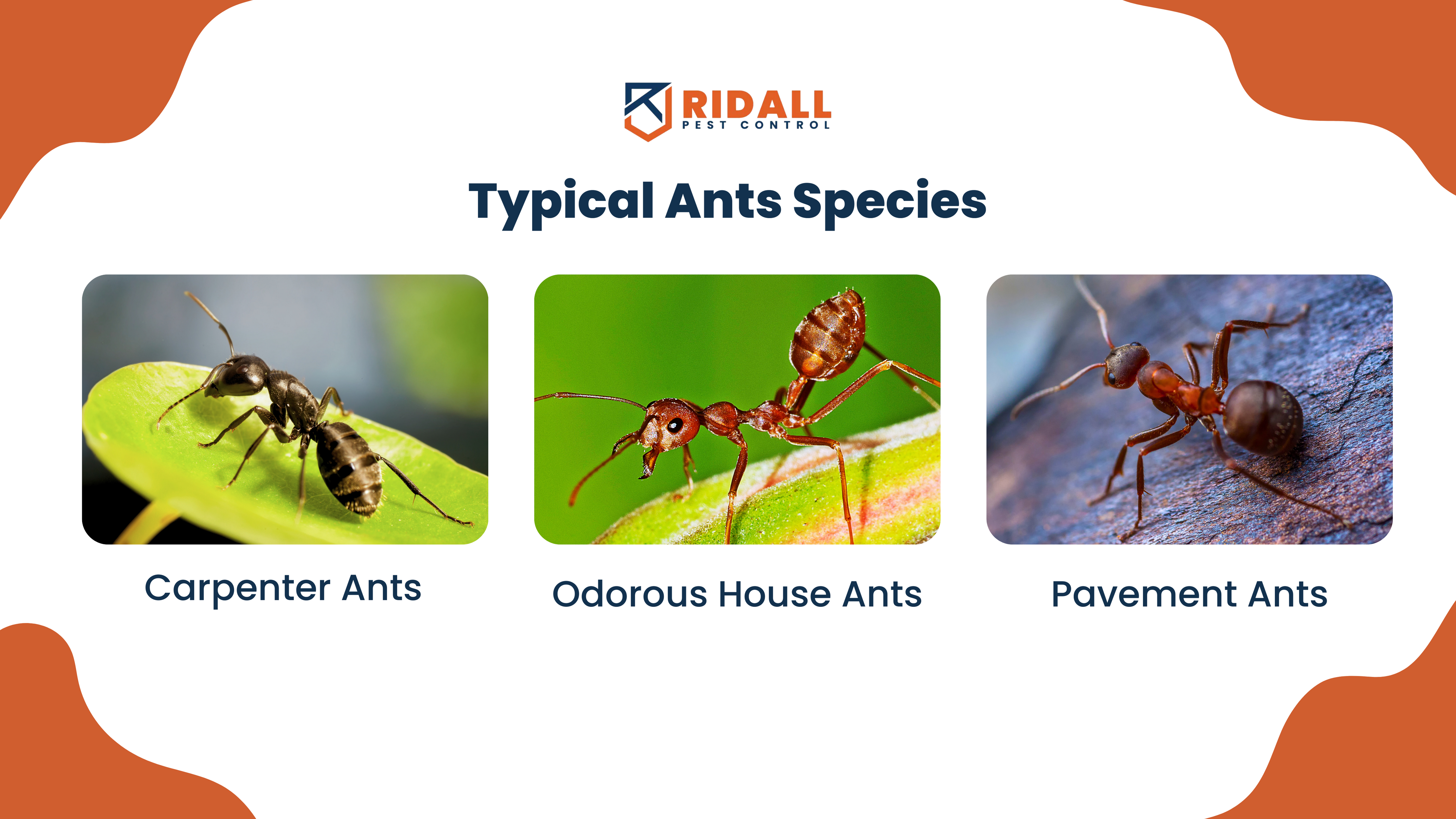 Typical Ants Species in Vancouver