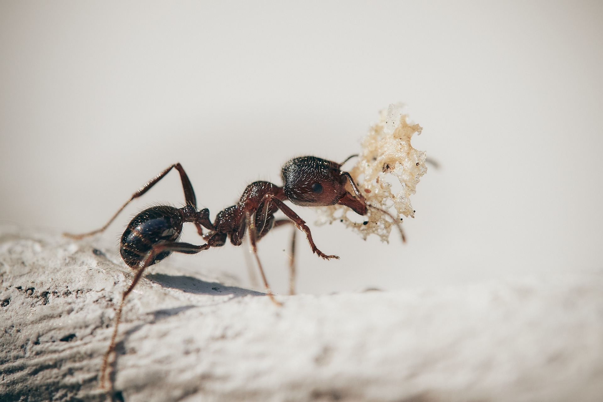 Dealing With Ants: Understanding The Threat And Effective Pest Control Solutions