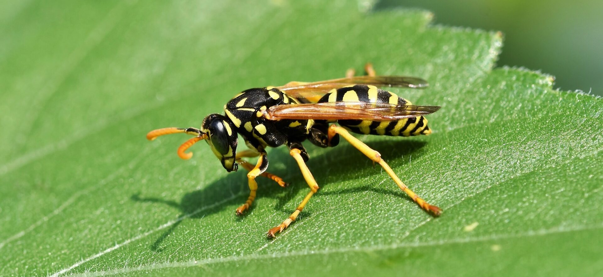 Everything You Need To Know About Wasps Pest Control