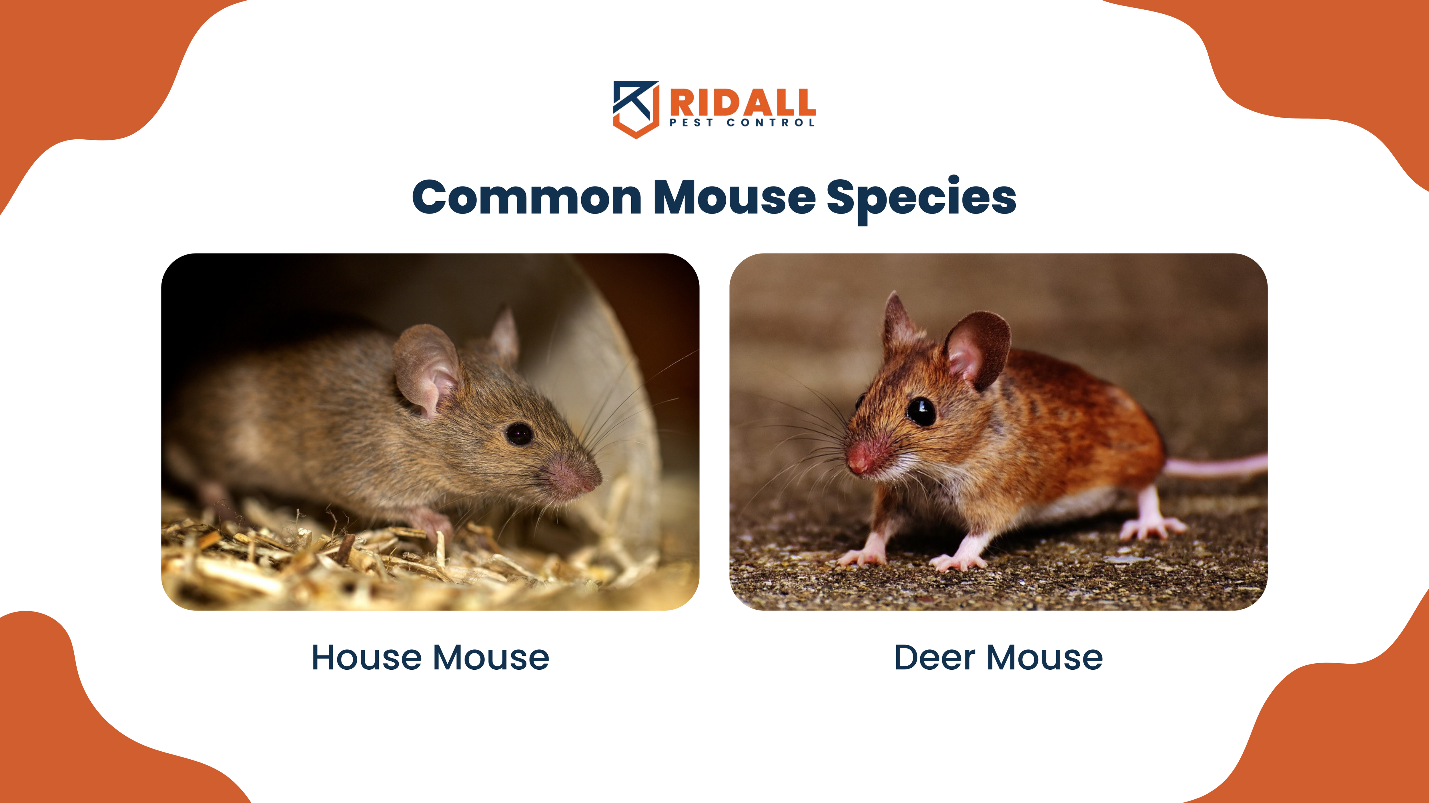 Common Mouse Species in Vancouver