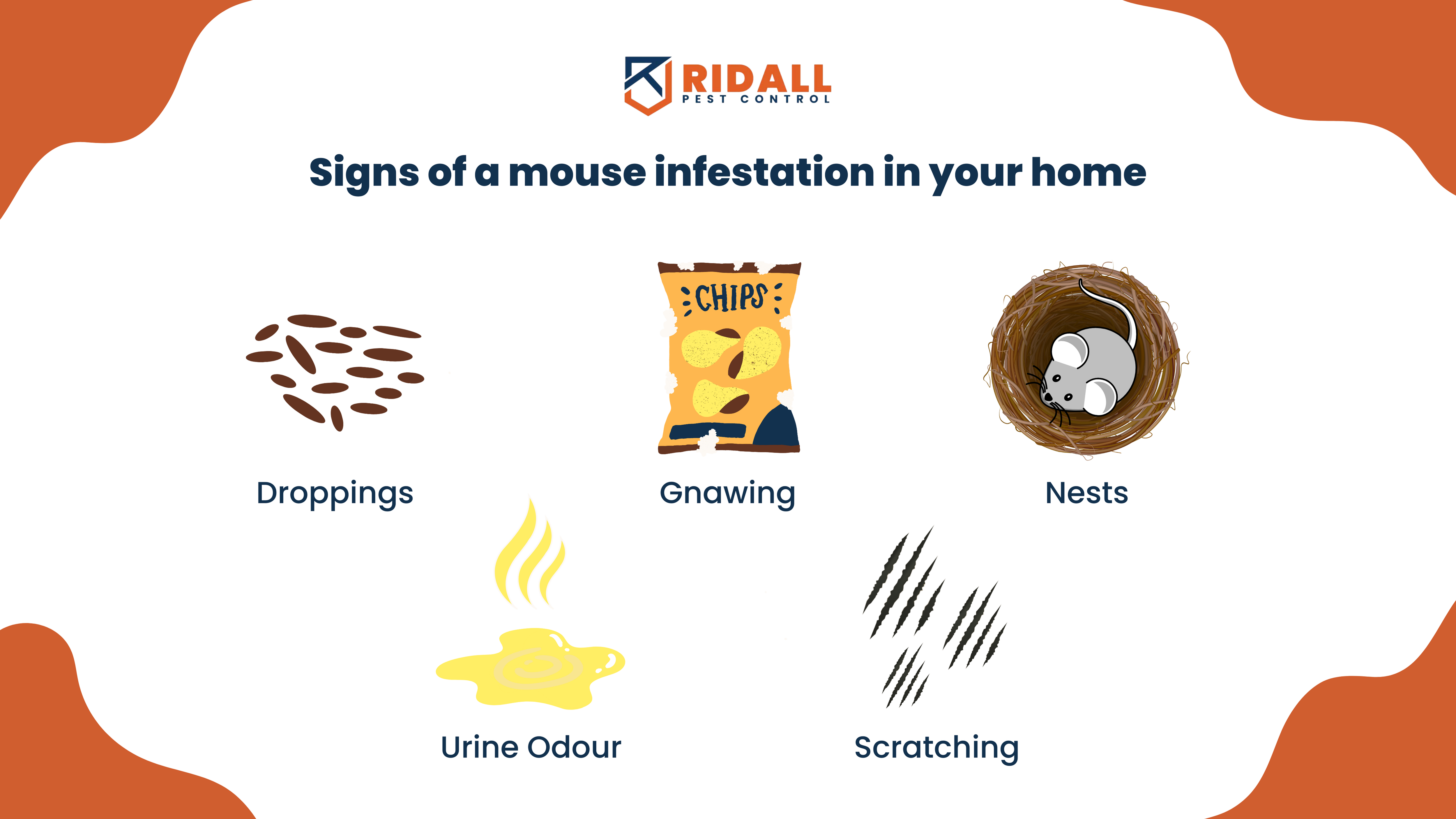 Signs of a mouse infestation in your home