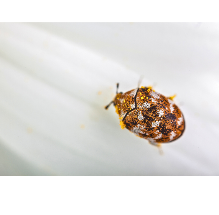 Unravelling Carpet Beetles: Carpet Beetles Larvae, Signs, And Solutions