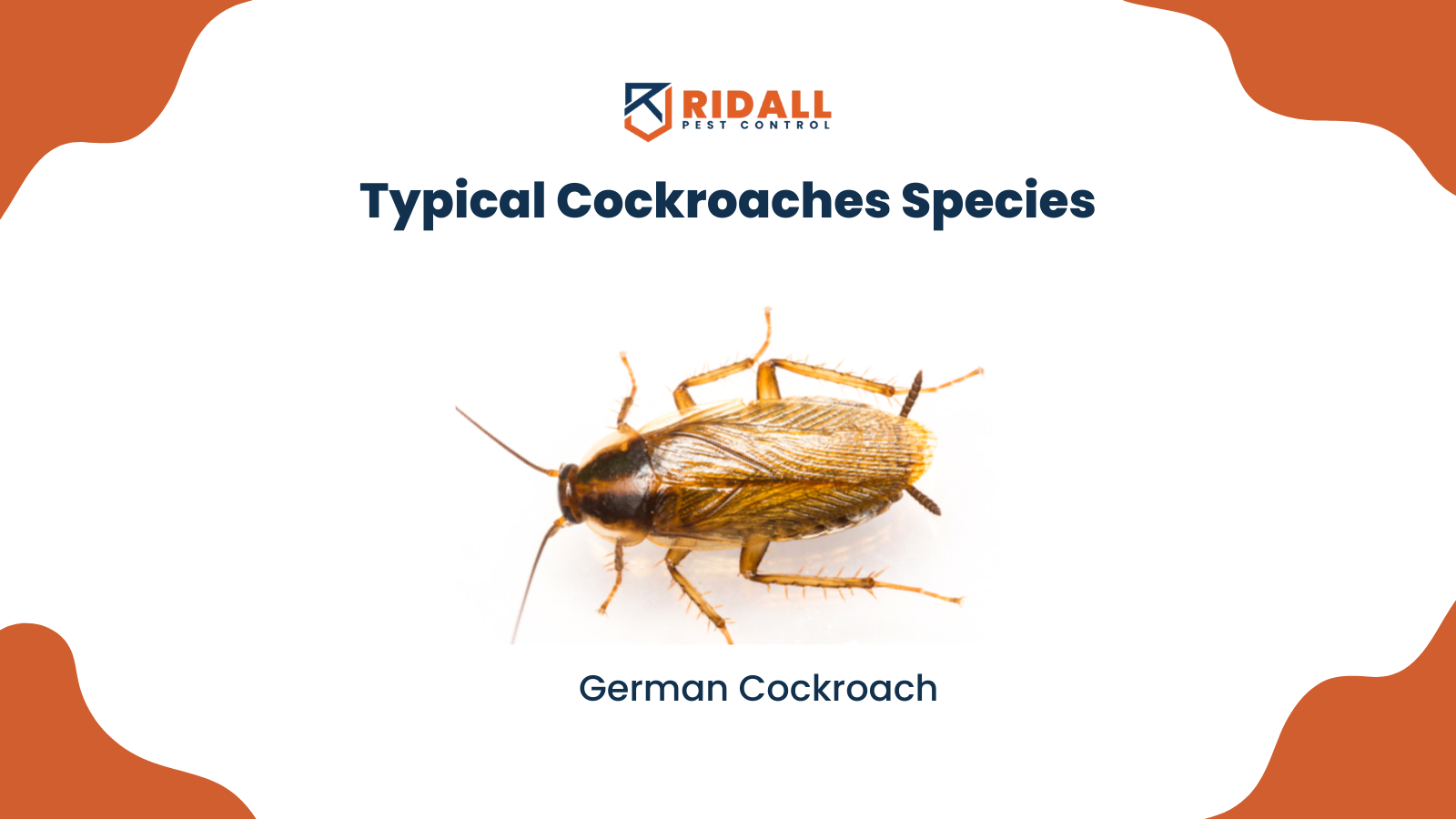 Typical Cockroaches Species in Vancouver