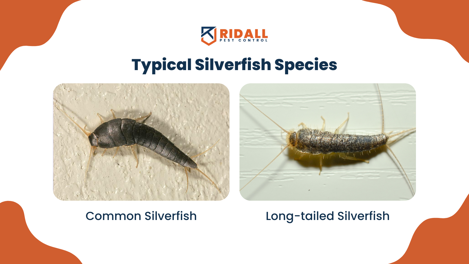 Typical Silverfish Species in Vancouver