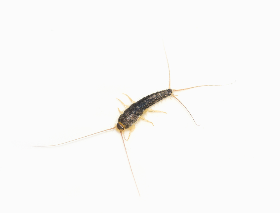 Silverfish Infestation Signs: How To Detect And Tackle These Household ...