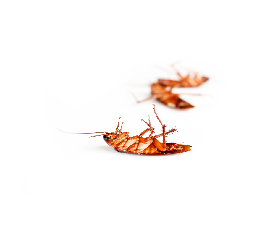 Keep Your Home Roach-Free! The Ultimate Guide To Cockroach Prevention