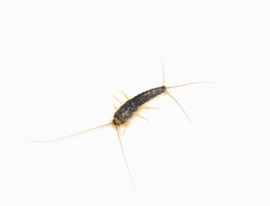 Silverfish Infestation Signs: How To Detect And Tackle These Household Pests