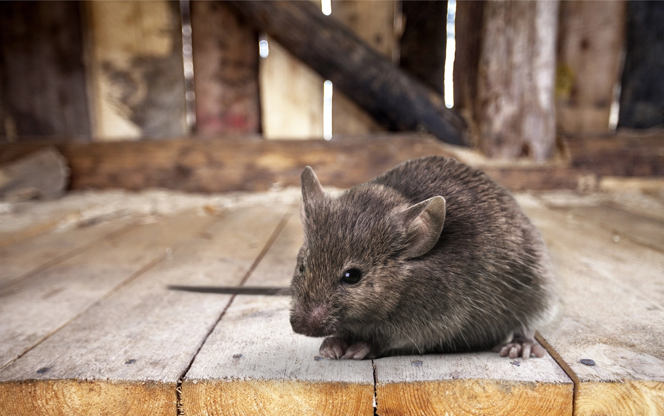 Common Misconceptions About Pest Control