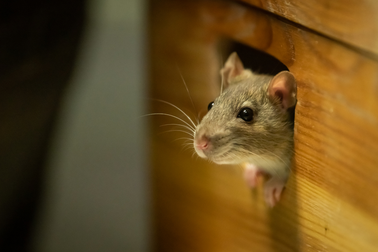 Best Pest Control Richmond | Exterminator Richmond | Ridall