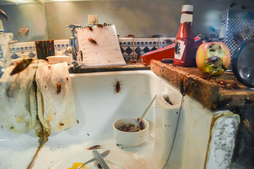 pest-control-for-cockroaches