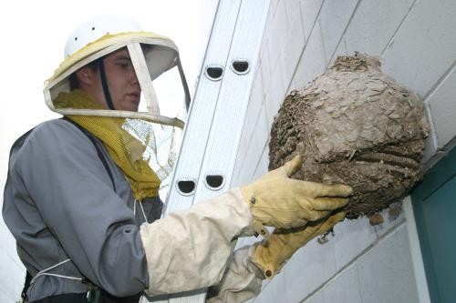 wasp-pest-control.