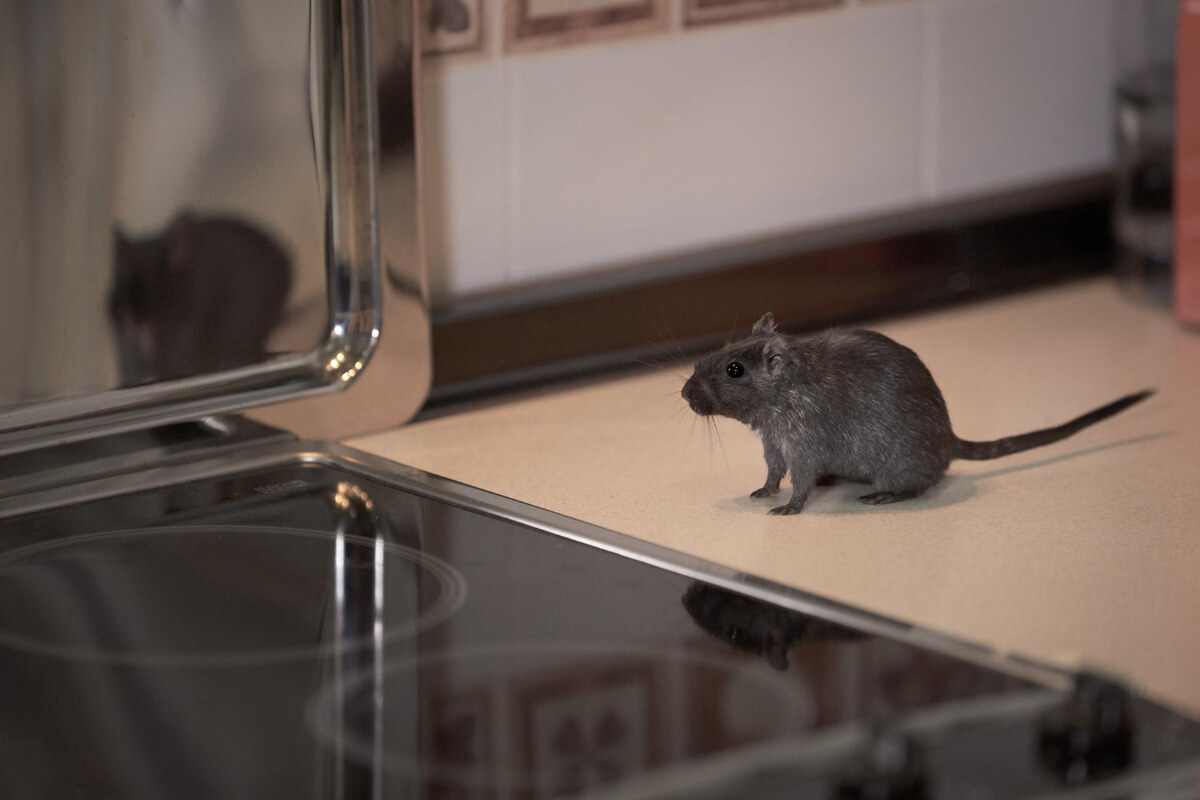 Signs of Rodent Infestation in Restaurants: What to Look For