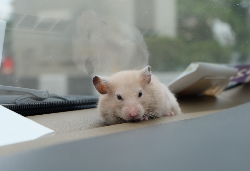 Garage Pest Control: Protect Your Cars From Unwanted Guests