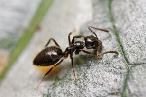 Small black house ant on a leaf — one of the most common nuisance ants invading Vancouver kitchens.