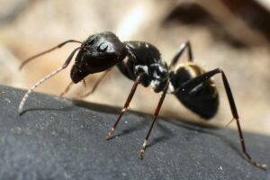 Black pavement ant on a hard surface — a common nuisance ant that nests under Vancouver driveways, patios and sidewalks.