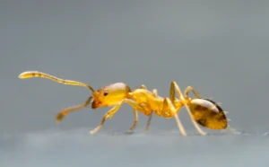 Yellow Pharaoh ant in profile — a tiny indoor pest that infests Vancouver apartments, kitchens and healthcare facilities.