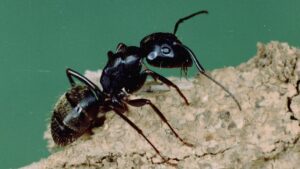Black carpenter ant on weathered wood — the wood-destroying ant species most common in Vancouver homes.